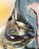 Megachile willughbiella